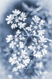 Fijne korianderbloemen in blauwe tinten