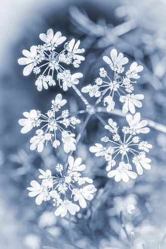 Zarte Korianderblüten in Blautönen von Imladris Images