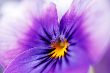 Purple Pansy Macro I by Mister Moret