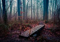 Bridge to the forest