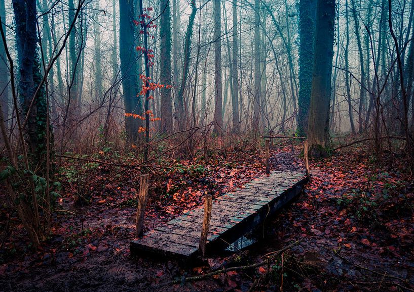 Bridge to the forest van Wim van D