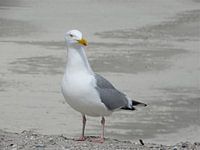 Seemöwe am Nordseestrand von Ameland