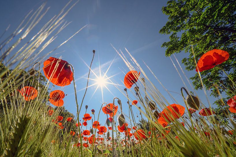 Klaprozen tegenlicht van Kurt Krause