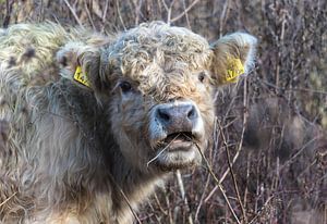 Galloway-Kalb