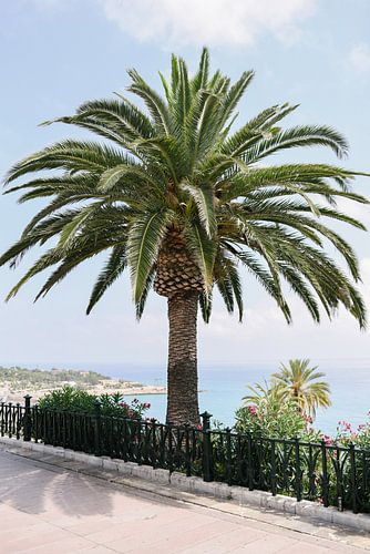 Palme am Meer | Mittelmeer-Fotodruck | Tarragona, Spanien