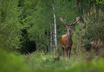 Red deer in spring by Peter Ponsteen