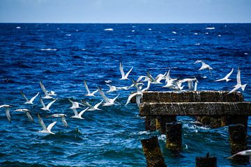 Zeemeeuwen in beweging Curaçao