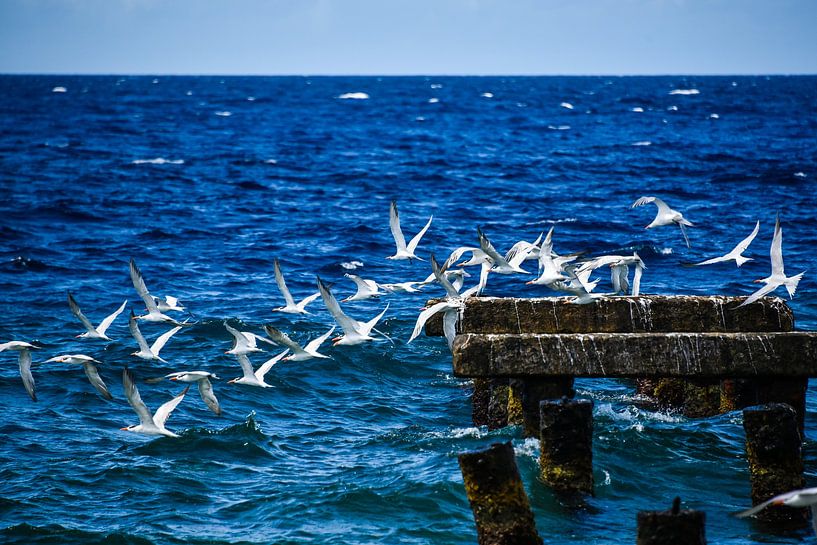 Seagulls on the move Curaçao by Bea Moedt