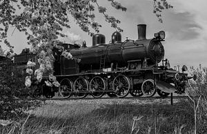 Steam train Million Line during blossom time
