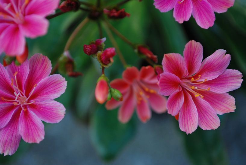 Roze bloemen par Jetty Boterhoek