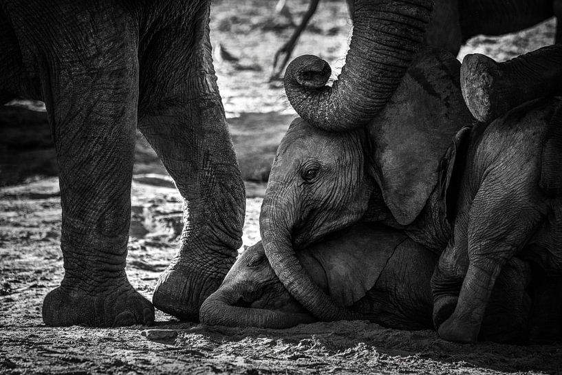 Niedliche verspielte junge Elefanten in Afrika von Chi