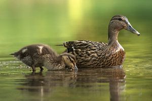 Ente mit Jungen