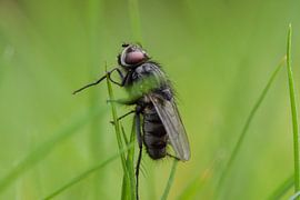 Fly on grass