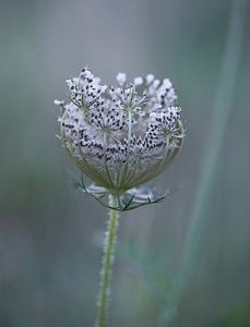 Blumen Teil 406