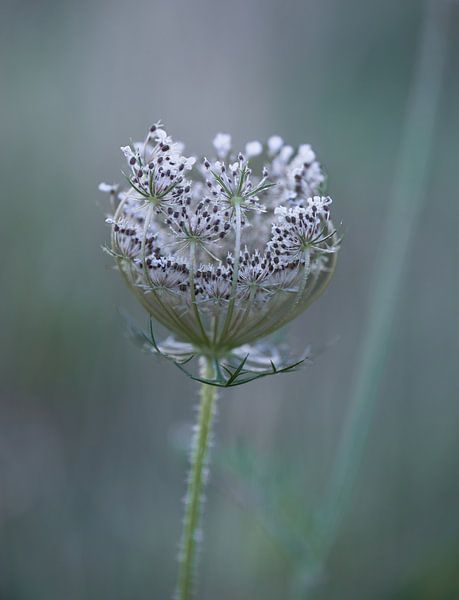 bloemen part 406 van Tania Perneel