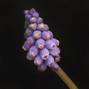 blaue Weinrebe