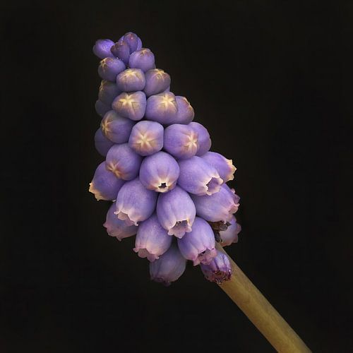 blauw druifje