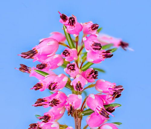 Bloeiende wintersneeuwheide op een blauwe achtergrond