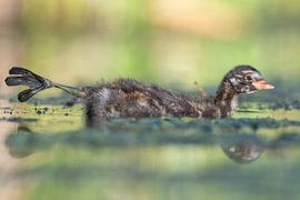 stretching, young dodger strengthens his paws by Sven Scraeyen