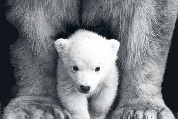 Polar bear very sweet by Truckpowerr