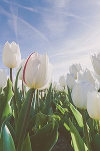 Tulpenveld in de avondzon