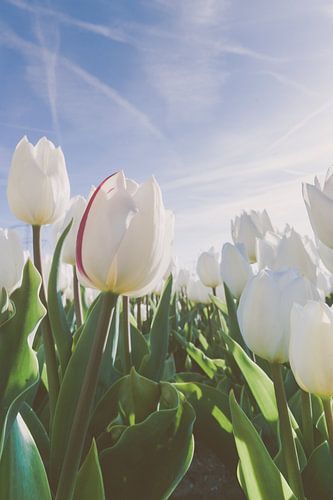 Tulips in spring sun. tulip in the field