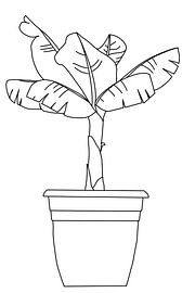 Banana plant black and white by MishMash van Heukelom