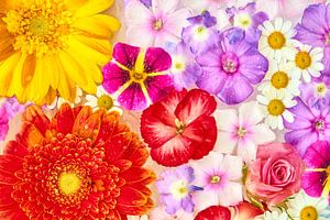 "Fleurs d'été colorées", de la série "Fleurs d'été gelées". sur Jenco van Zalk