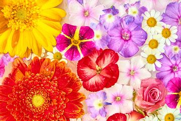 ""Kleurrijke zomerbloeiers” van Jenco van Zalk