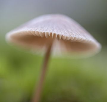 macro foto van een beige paddenstoel met mooie bokeh van Margreet Riedstra