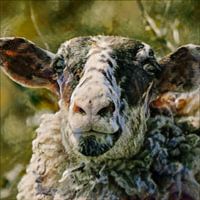 Sheep head in close up