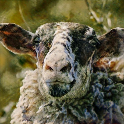 Schapenkop in close up