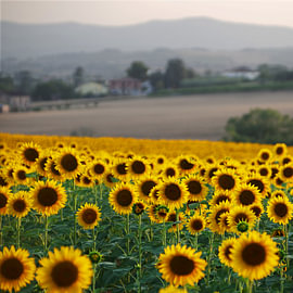 Des tournesols en Ombrie sur Peter Broer