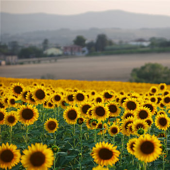Des tournesols en Ombrie