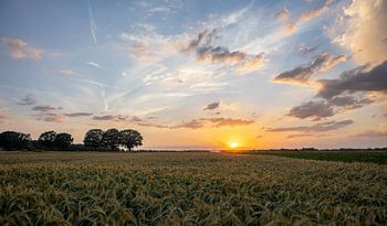 Coucher de soleil sur un champ de blé