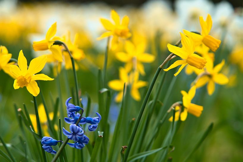Yellow daffodils, daffodils on a green meadow by Martin Köbsch