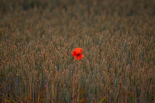 Die Einsamkeit von Dean Alberga