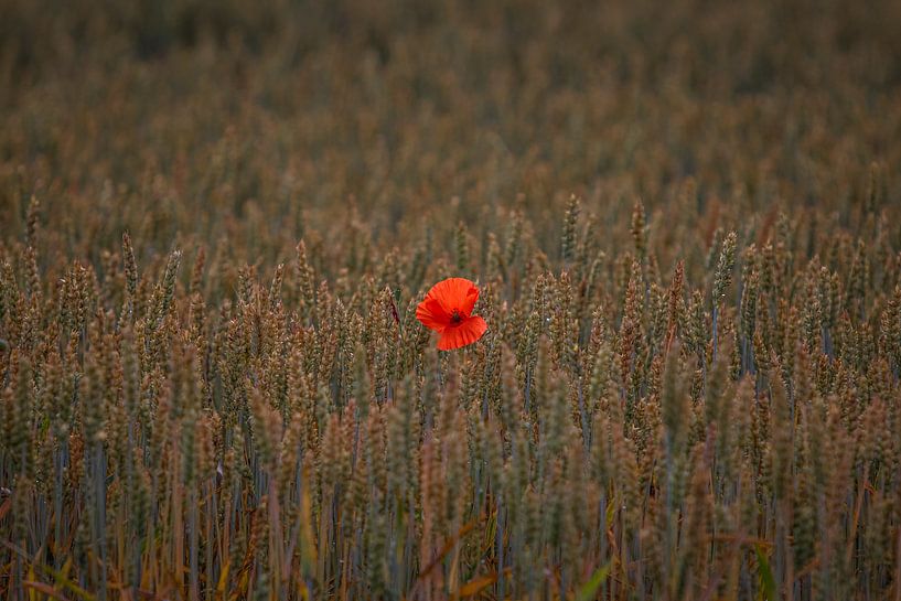 The Loneliness by Dean Alberga