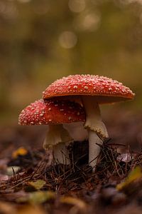 Rood met witte paddenstoel van Jacco van Son