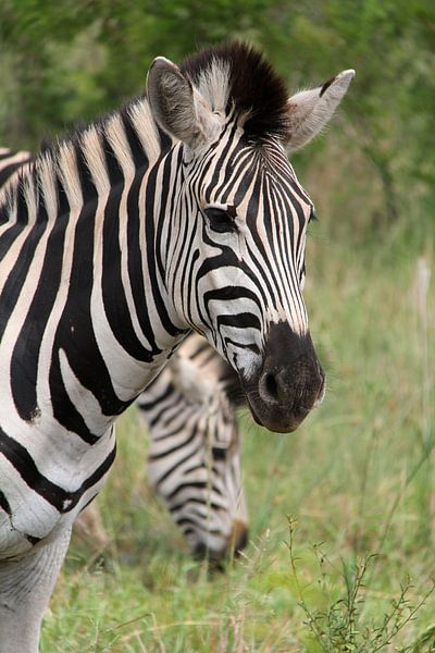 Zebra van LottevD