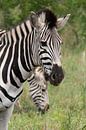 Zebra van LottevD thumbnail