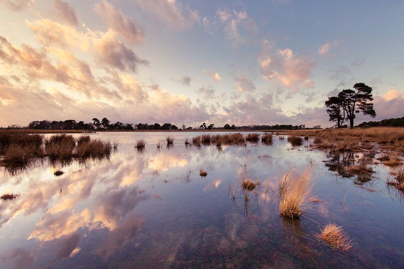 Strabrechtse Heide 293 by Deshamer