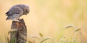 Young little owl in cereal landscape by Kris Hermans