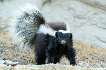 A Patagonian Hog-nosed Skunk looks at you by RobJansenphotography