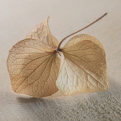 Natuurlijke rust: Hortensiablaadjes op hout