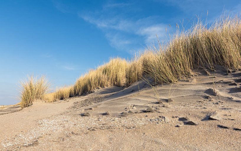 Dunes à la Hoek van Holland par Samantha van Leeuwen
