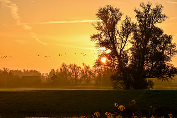 Lever du soleil et oiseaux