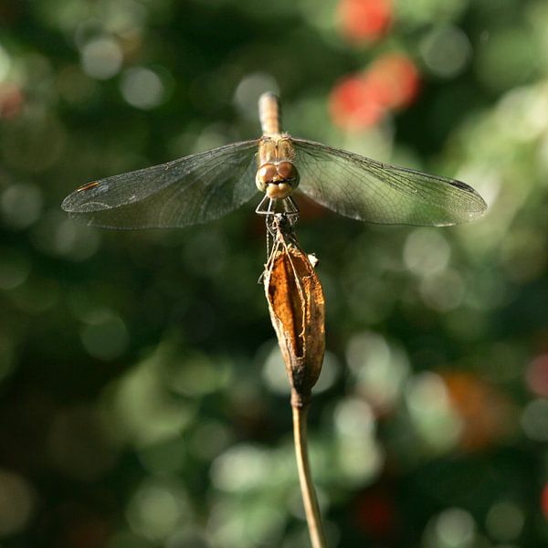 Face to face with a Libelle by Lynn van Baaren