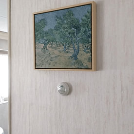 Kundenfoto: Olivenhain, Vincent van Gogh, auf Leinwand