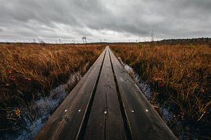 Planches de bois dans un paysage de marais suédois sur Martijn Smeets